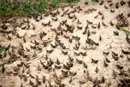 ملخ‌ها و خسارت 6 ملياردی در استان فارس