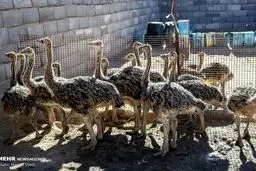 جوان کار آفرین با شترمرغ/ تصاویر