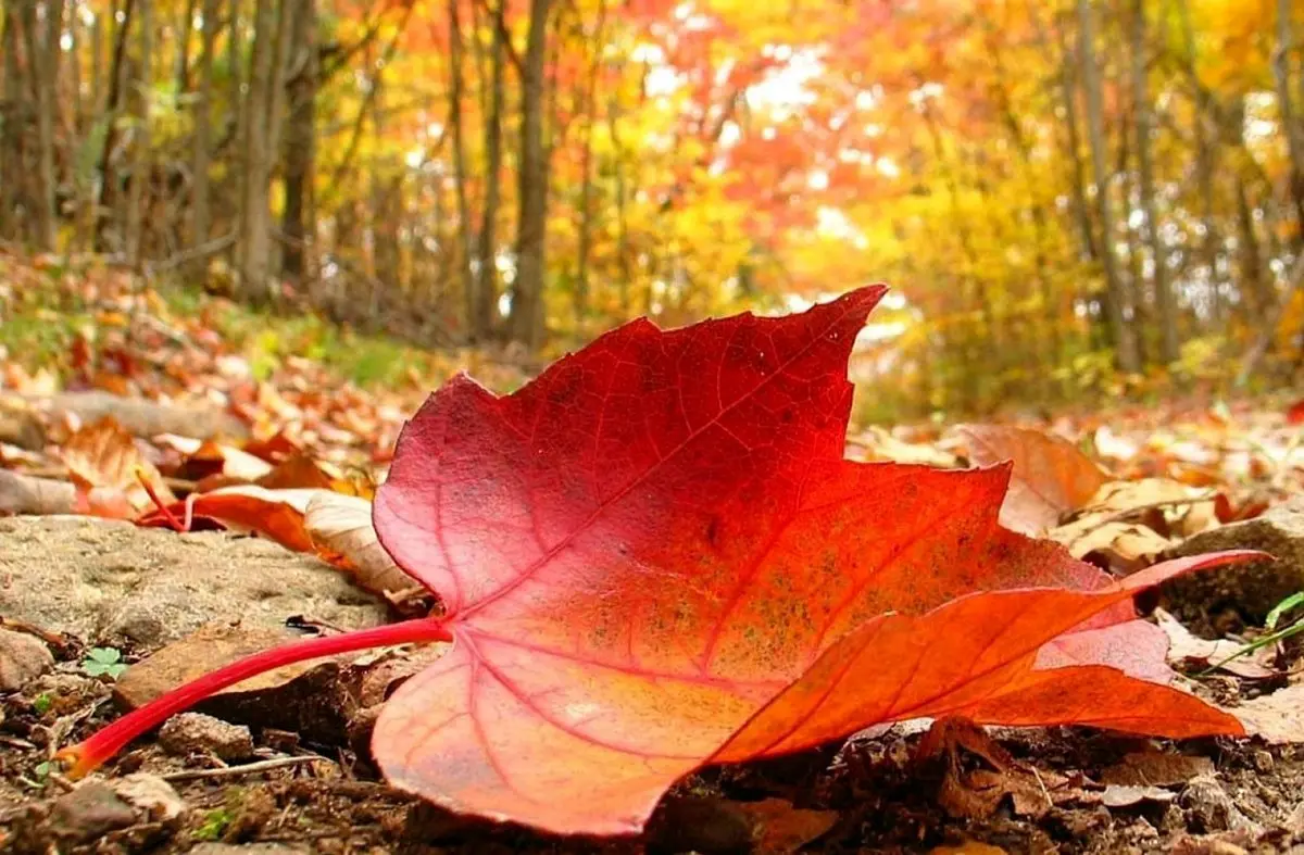 پاییز رنگارنگ در کشورهای مختلف جهان / تصاویر