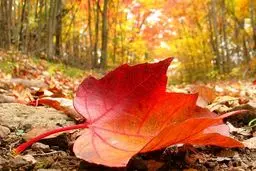 پاییز رنگارنگ در کشورهای مختلف جهان / تصاویر