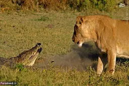 تصاویر/ کروکودیل طعمه چه حیوانیست؟