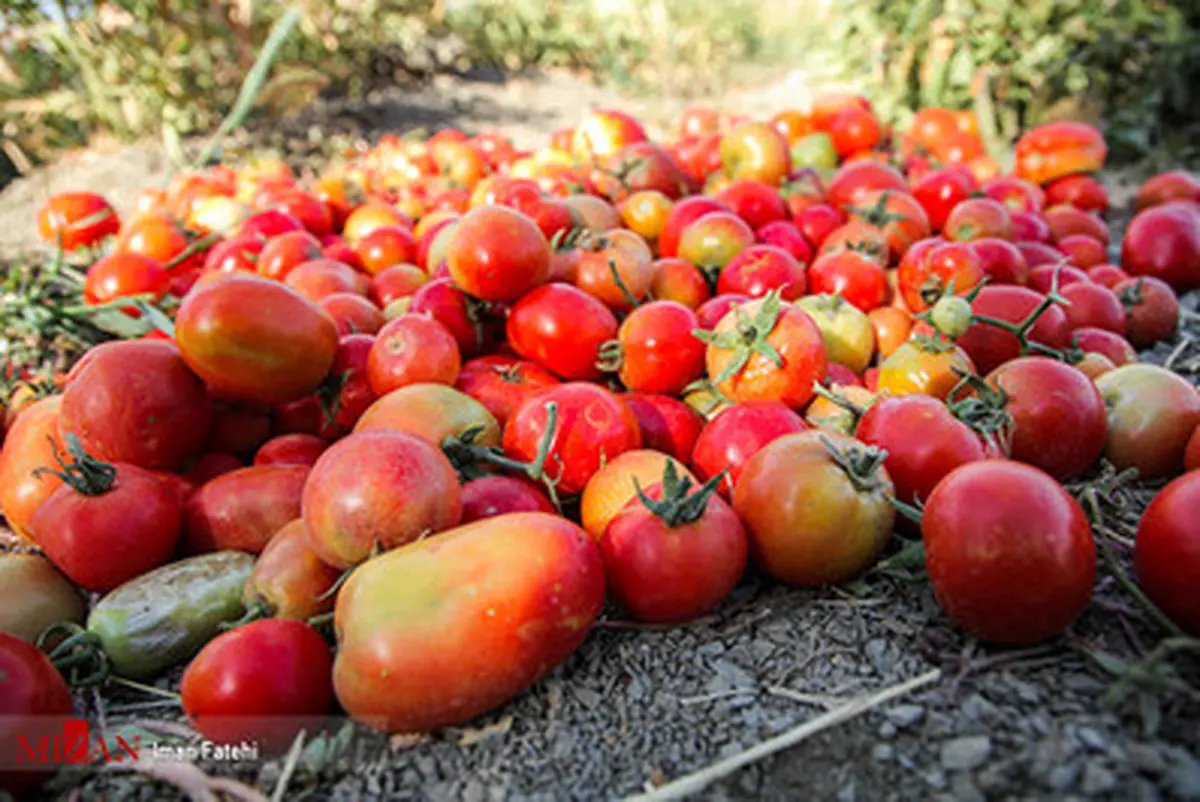 گزارش تصویری برداشت گوجه فرنگی در استان سنندج
