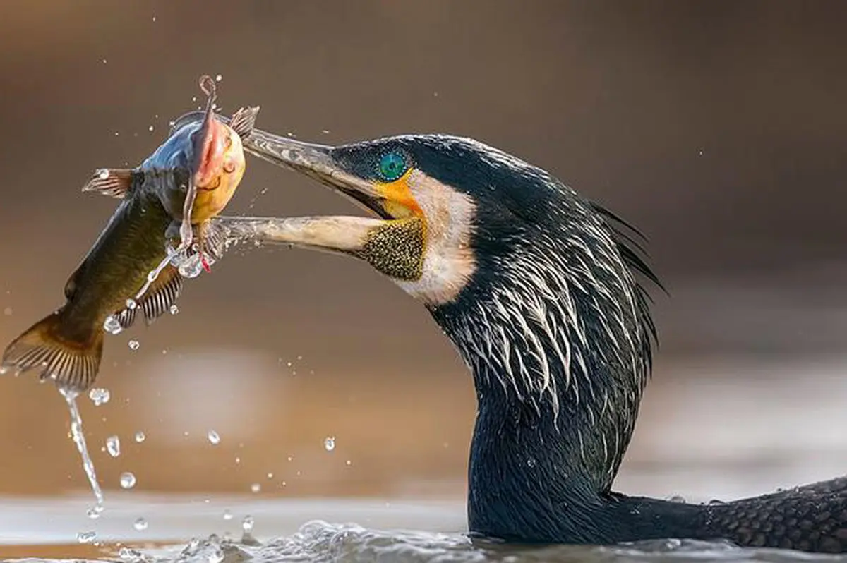 مسابقه عکاسی از پرندگان ۲۰۱۹