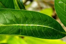 استتار كرم پروانه ای/عکس