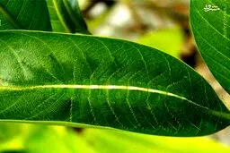 استتار كرم پروانه ای/عکس