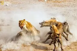 کینه شتری شیرها از کفتارها / عکس