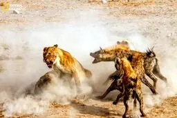 کینه شتری شیرها از کفتارها / عکس