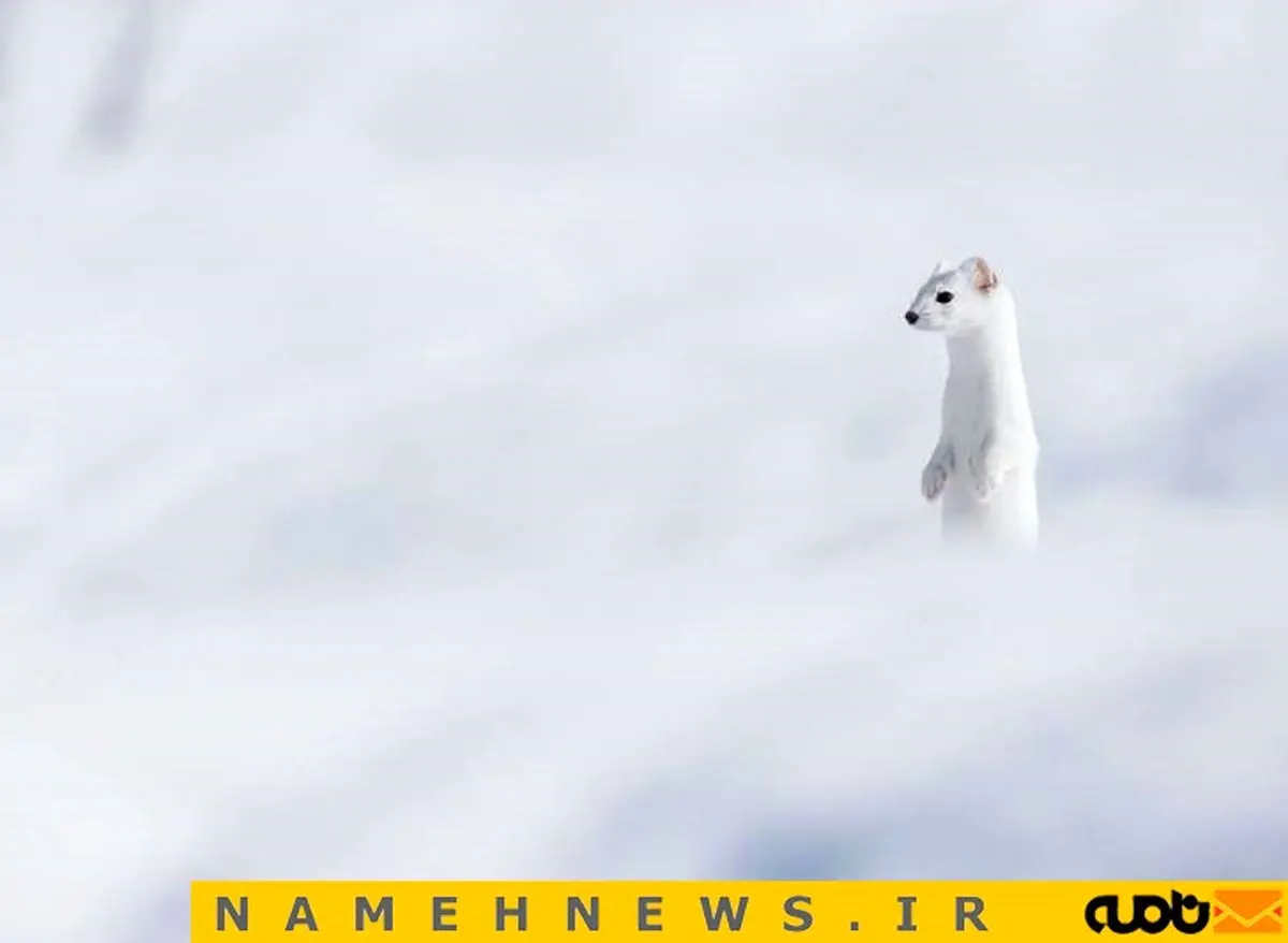 تصویری زیبا از عکس روز نشنال جئوگرافیک