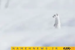 تصویری زیبا از عکس روز نشنال جئوگرافیک