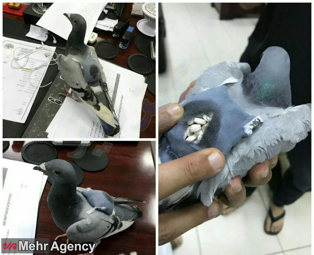 دستگیری کبوترهای قاچاقچی!/عکس