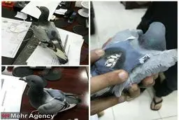 دستگیری کبوترهای قاچاقچی!/عکس