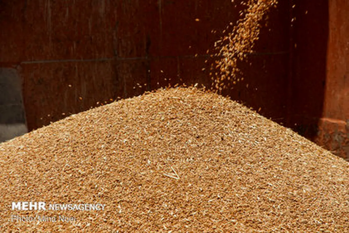 تصاویر: برداشت نخستین محصول گندم