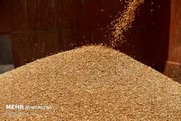 تصاویر: برداشت نخستین محصول گندم