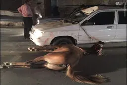 عکس/ تصادف پراید با اسب