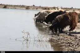 نمناک شدن لبان خشکیده هامون... /گزارش تصویری