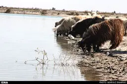نمناک شدن لبان خشکیده هامون... /گزارش تصویری