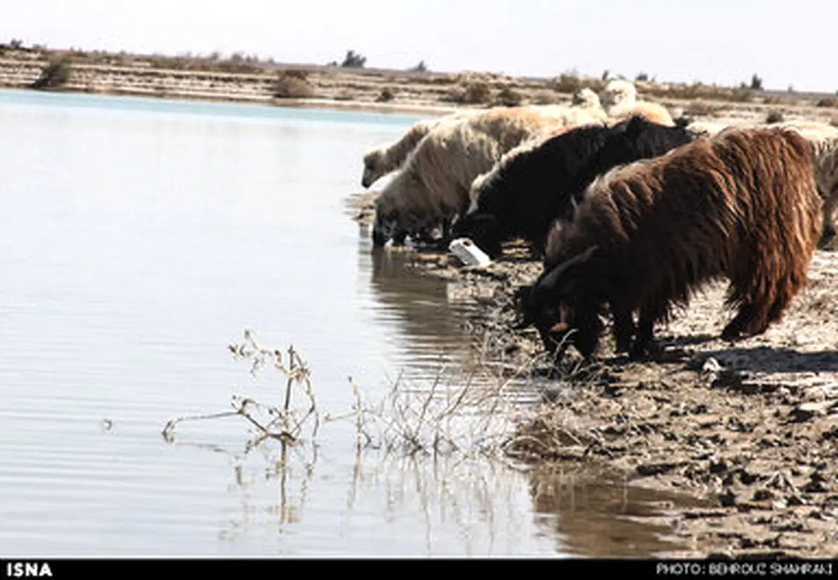 نمناک شدن لبان خشکیده هامون... /گزارش تصویری