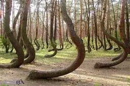 جنگل کاج که درخت‌هایش با زاویه قائمه رشد می‌کند!