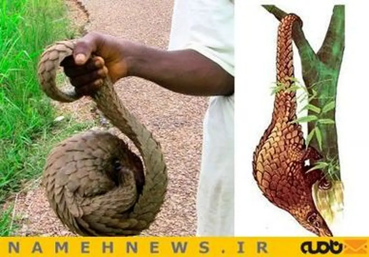 حیوانی نجیب تر از اسب!+تصاویر