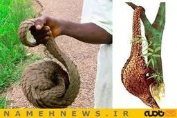 حیوانی نجیب تر از اسب!+تصاویر