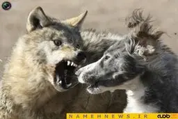 دعوا به سبک حیوانات+تصاویر