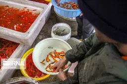 تصاویر زیبا از پرورش ماهی قرمز در گیلان