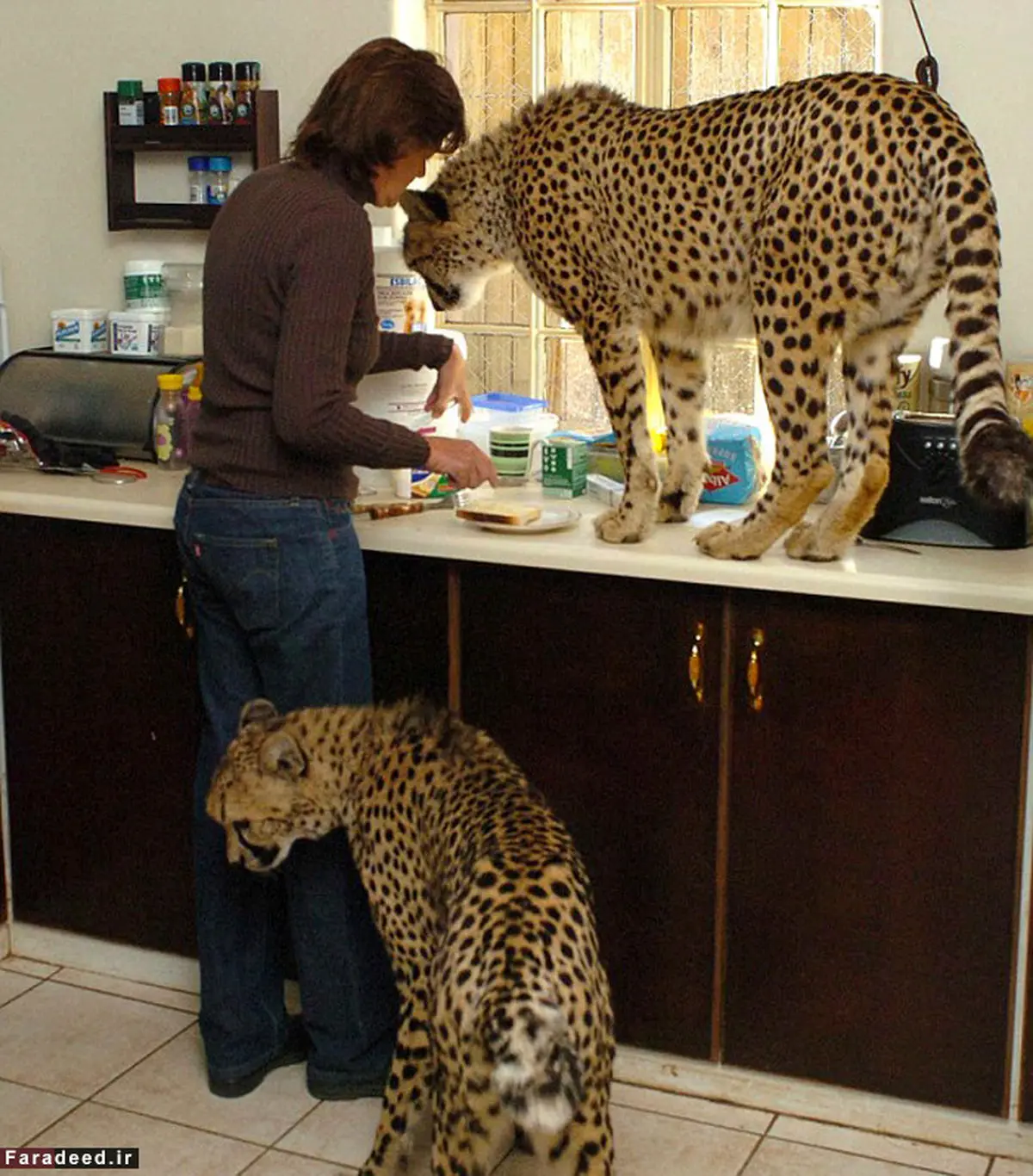 درمان سرطان با عشق به یوزپلنگ/تصاویر