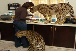 درمان سرطان با عشق به یوزپلنگ/تصاویر