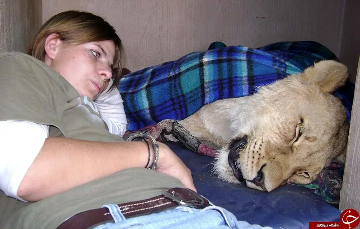 سلطان جنگل هم خانه دختر جوان+ تصاویر