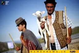 چوپون‌های پرتقالی!+تصاویر