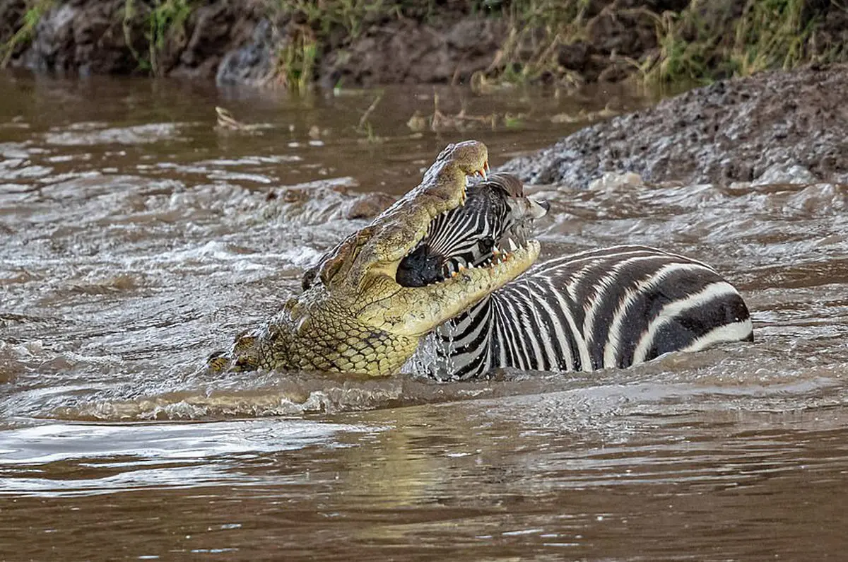 عکس / کله گورخر در آرواره یک تمساح غول پیکر