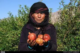 دشت یاقوت‌های سرخ/تصاویر