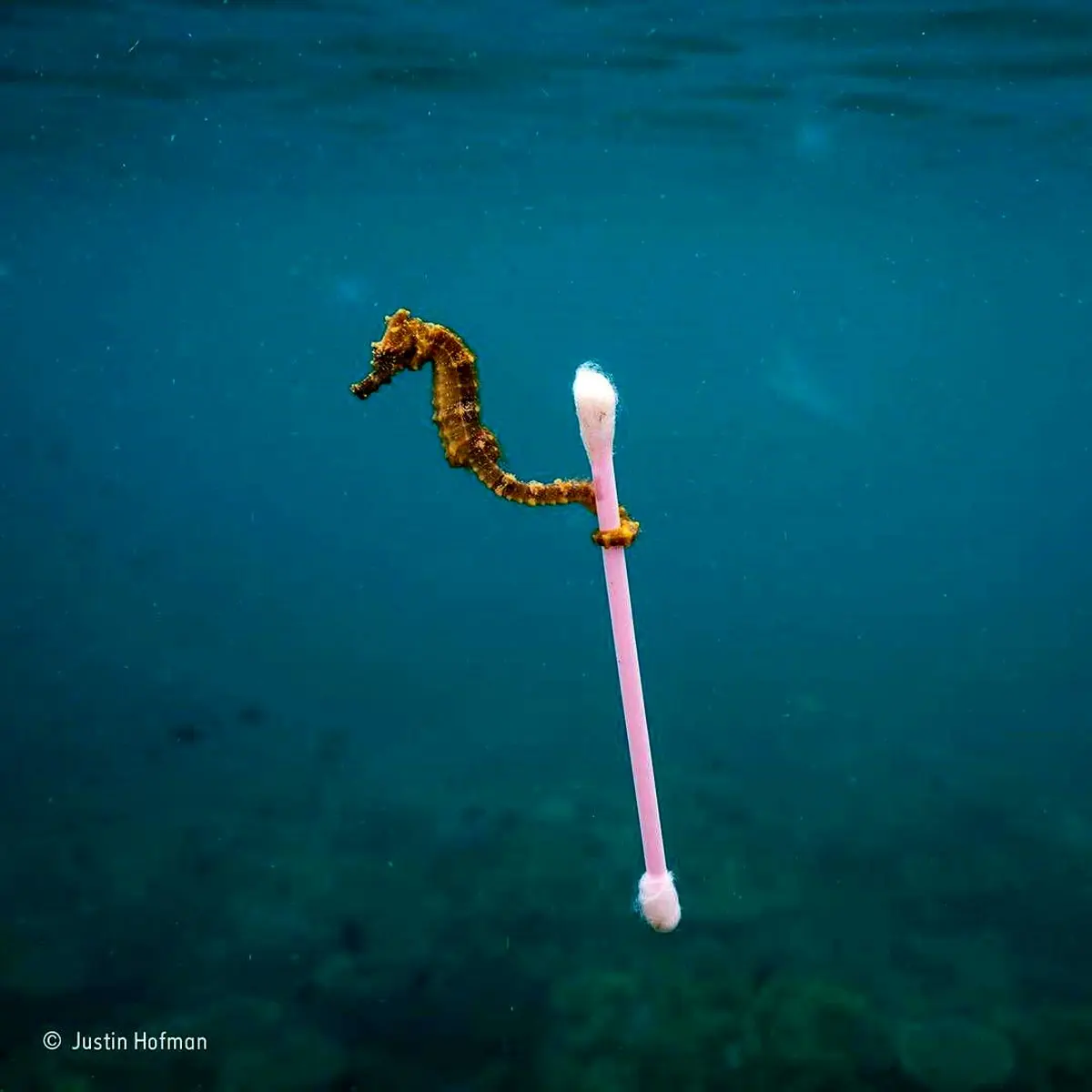 عکسی از یک اسب دریایی که این روزها در شبکه‌های اجتماعی جنجالی شده است