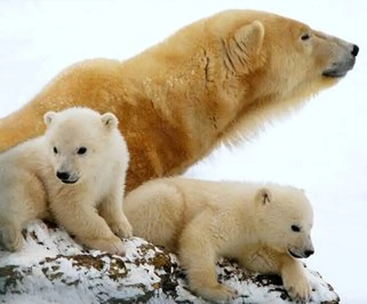 تصاویر خیره کننده از خرس‌های قطبی در باغ وحش سن دیگو