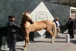 رها کردن اسب‌ها به نشان اعتراض به واردات/عکس