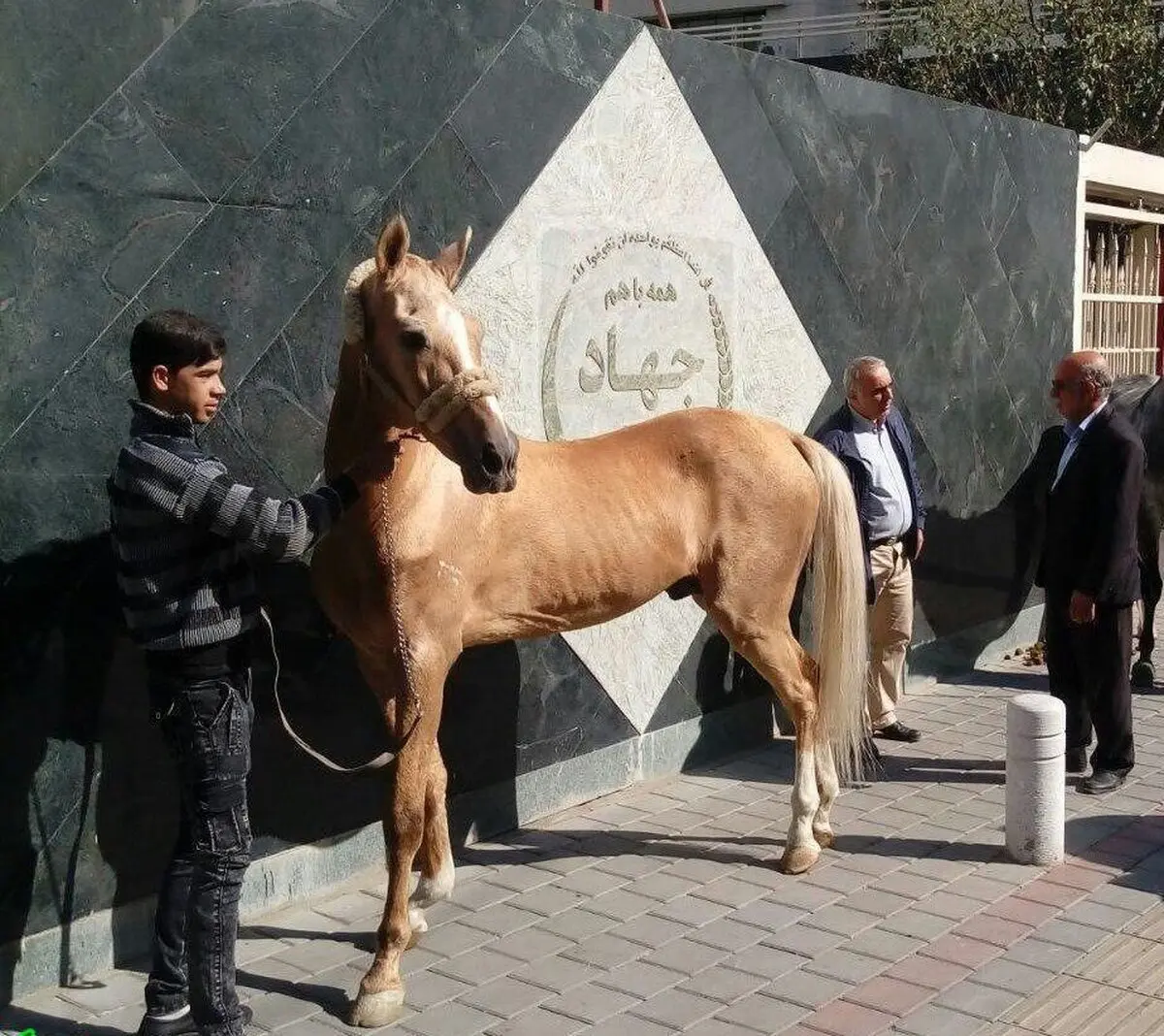 رها کردن اسب‌ها به نشان اعتراض به واردات/عکس
