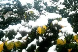 نخستین برف پائیزی در بام ایران/عکس