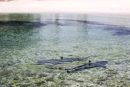 عکس/ کوسه های بی خطر در سواحل کیش