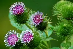 باباآدم، گیاهی موثر در درمان دیابت