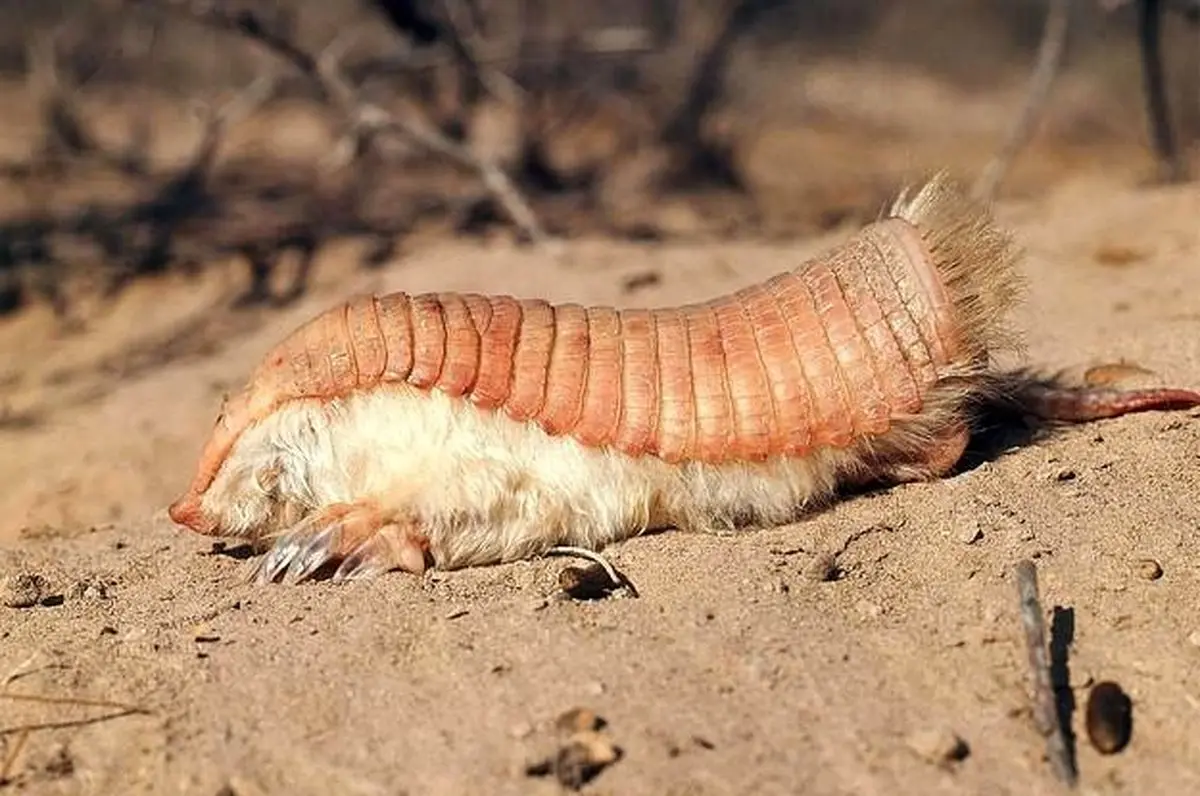 کوچکترین گورکن دنیا / عکس