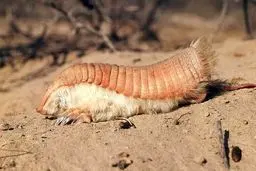 کوچکترین گورکن دنیا / عکس