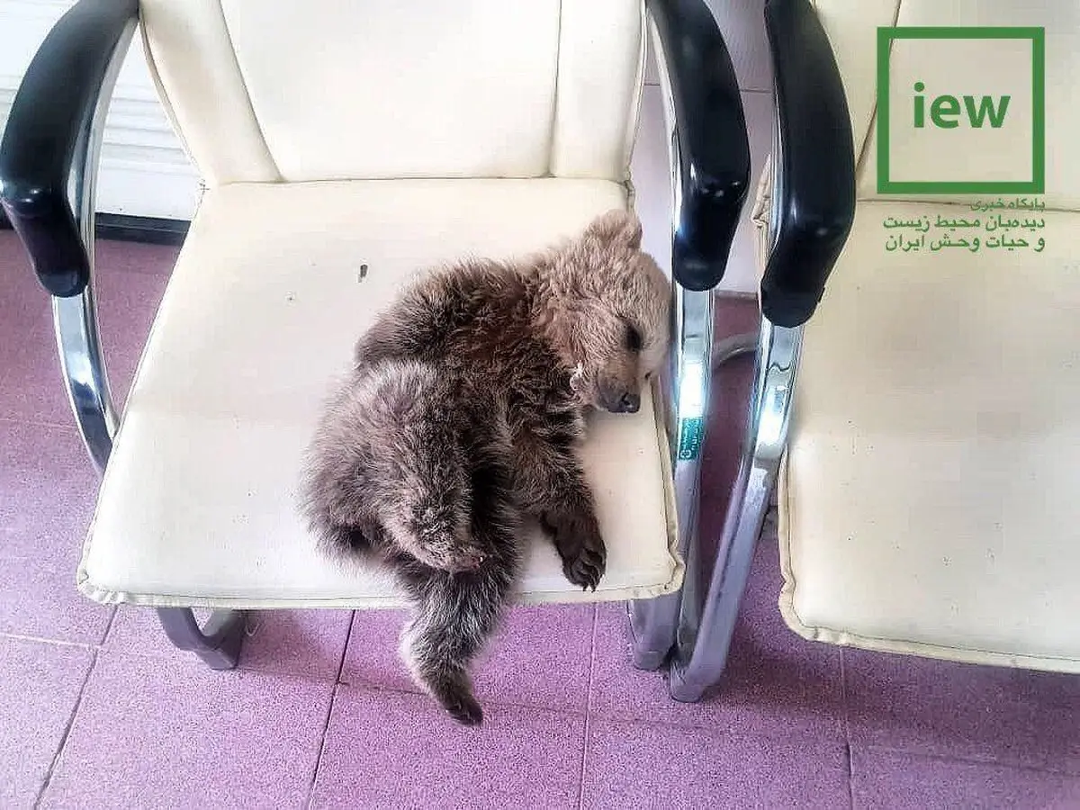 عکسی از خواب آرام هوبار در پارک طبیعت پردیسان