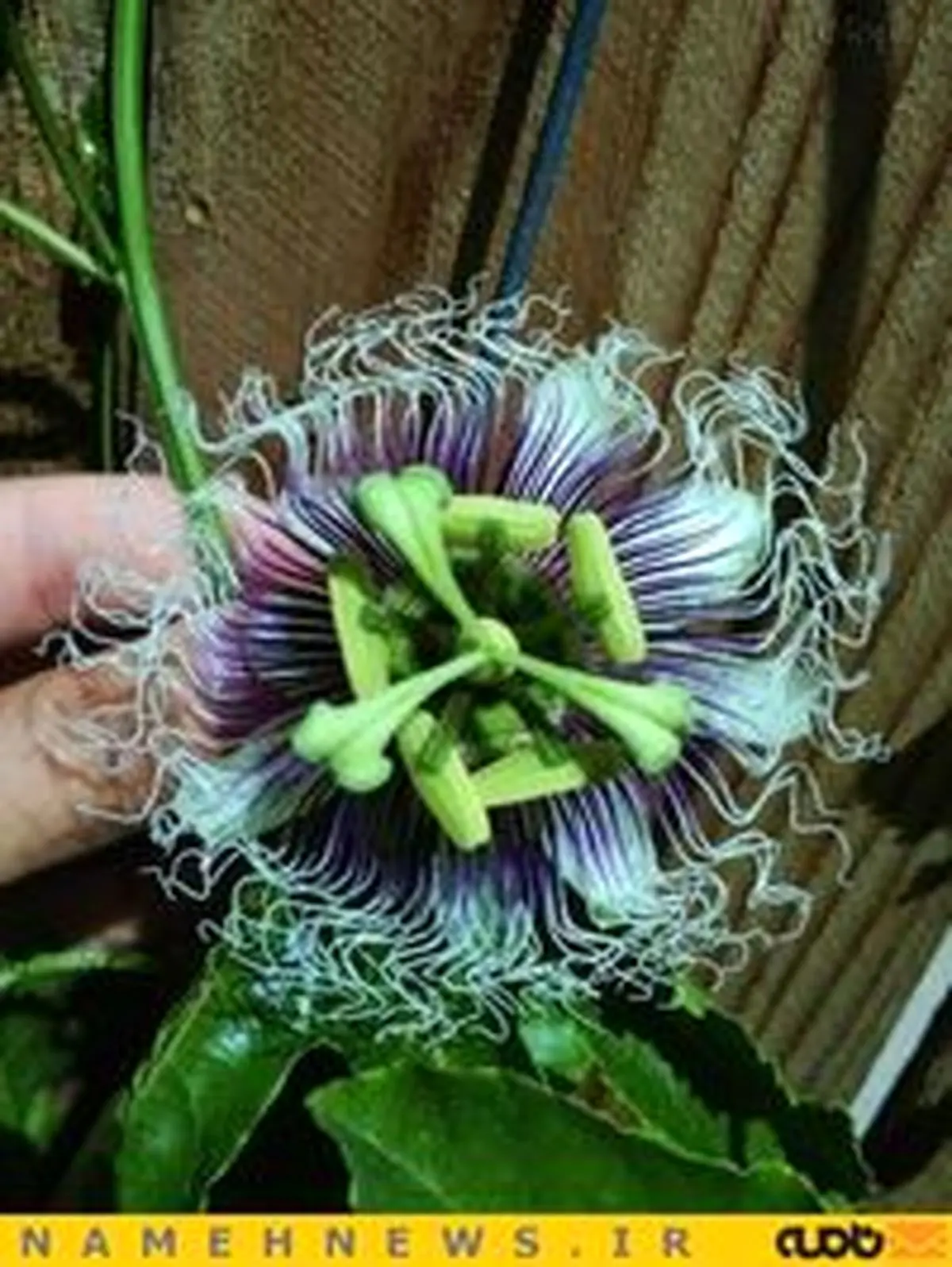 از گُل جمجمه تا گُل خفاشی! /گُل‌هایی که در عمر خود ندیده اید+تصاویر