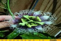 از گُل جمجمه تا گُل خفاشی! /گُل‌هایی که در عمر خود ندیده اید+تصاویر