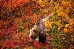 عکس هایی از زیبایی های پاییز تماشایی / تصاویر