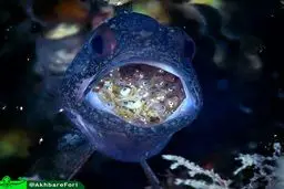 تصویری عجیب از یک ماهی که در دهانش از فرزندانش نگه‌داری می‌کند