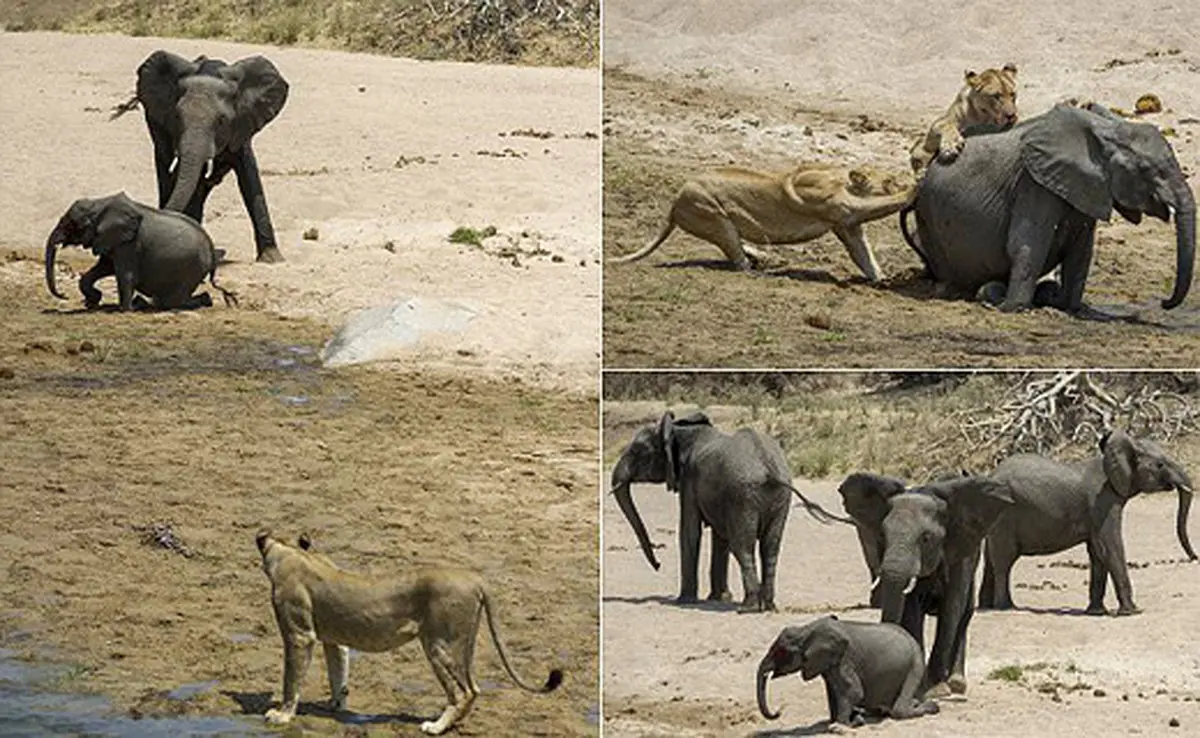 تلاش بی نتیجه فیل مادر برای نجات فرزندش+ تصاویر