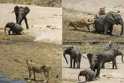 تلاش بی نتیجه فیل مادر برای نجات فرزندش+ تصاویر