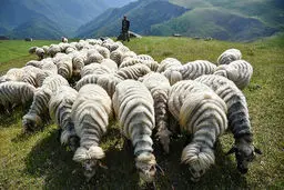 تصاویر/ طبیعت سوباتان