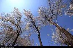دیدن این شکوفه‌های زیبای زمستانی را از دست ندهید /گزارش تصویری